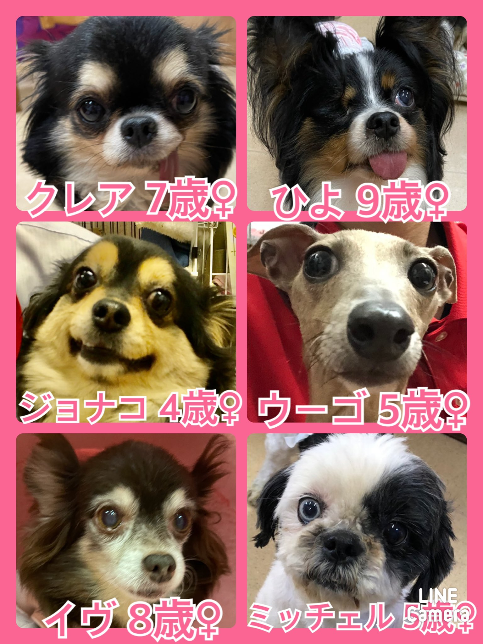 🐾今日の里親様募集中ワンコ🐶メンバーです🐾2021,4,3